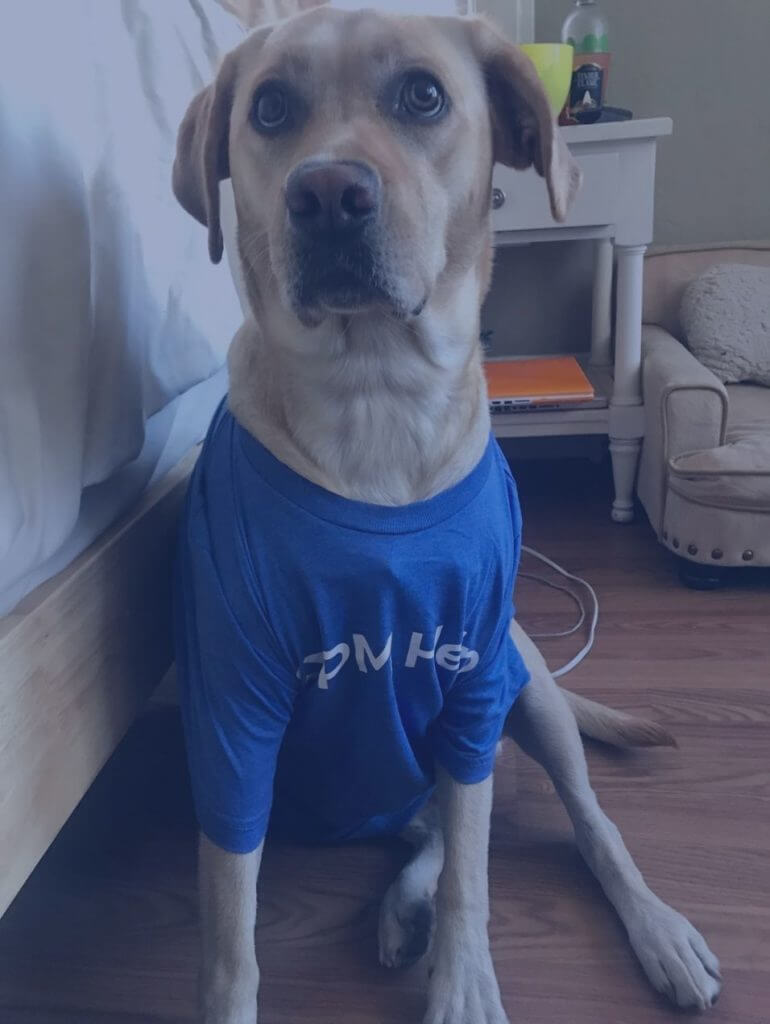 Penny, a yellow Labrador, wearing a blue APM Help T-shirt